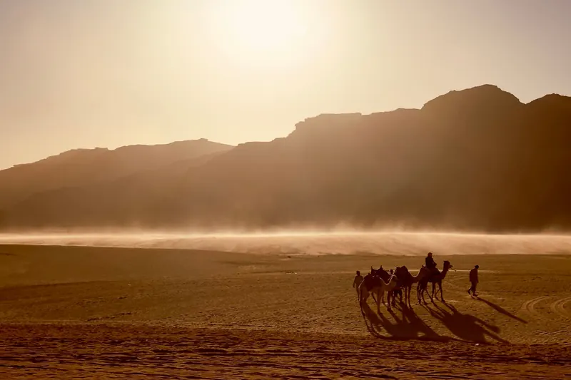 A camel caravan crossing the sand in golden sunset light